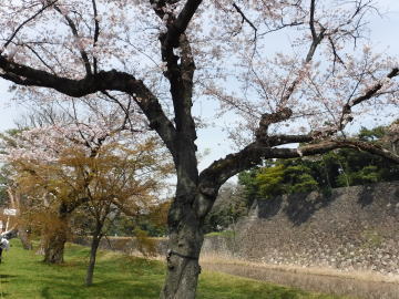桜、堀、石垣