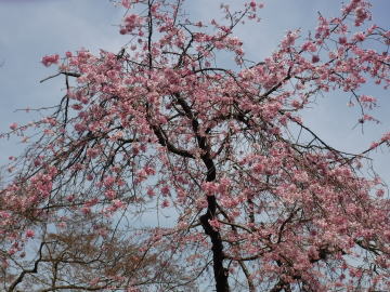 濃いピンクの桜