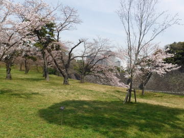 桜、堀、石垣