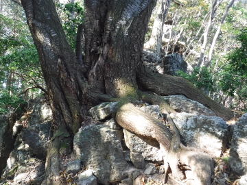 登山道脇の石に張り付いた巨木