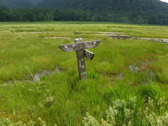 牛首分岐
