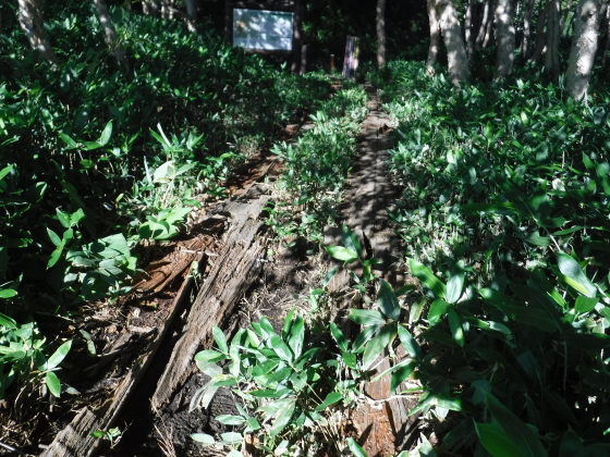登山道