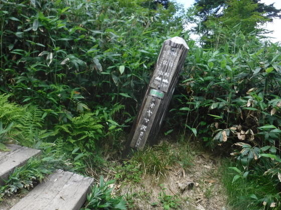 オヤマ沢源頭