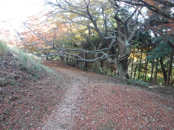 湯坂山への下り