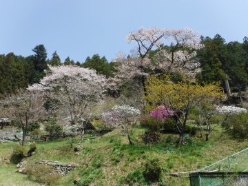 桜の木が満開