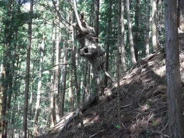 登山道脇にこんな木が